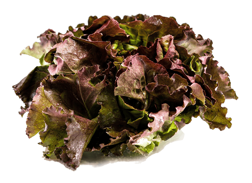 BergBox_Salat