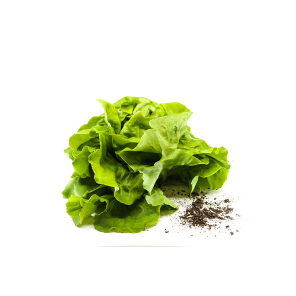 Salat (Bio)
